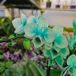 Green Orchid Plant - Gem Infused Phalaenopsis - 3 inch Potted Indoor Flower