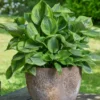 Green Patriot Hosta Plant - 4 Inch Pot - Decorative Foliage Perennial
