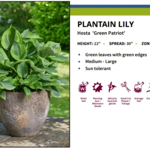 Green Patriot Hosta Plant - 4 Inch Pot - Decorative Foliage Perennial
