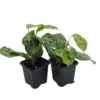 Green Prayer Plant Maranta - 2 Pack 3" Pots - Houseplant