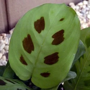 Green Prayer Plant Maranta - 2 Pack 3