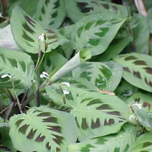 Green Prayer Plant Maranta - 2 Pack 3