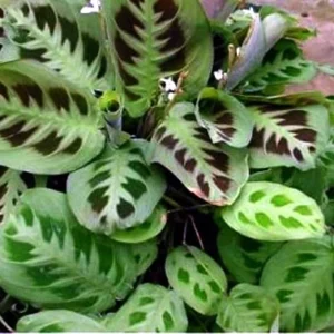 Green Prayer Plant Maranta - 2 Pack 3