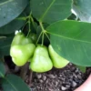 Green Rose Apple Tree - 2-3 Ft Live Wax Jambu Fruit Tree Plant - Outdoor Green Tree