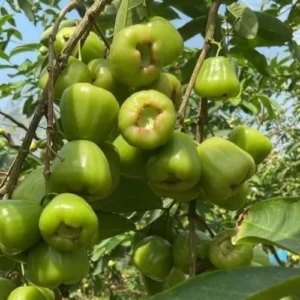 Green Rose Apple Tree - 2-3 Ft Live Wax Jambu Fruit Tree Plant - Outdoor Green Tree