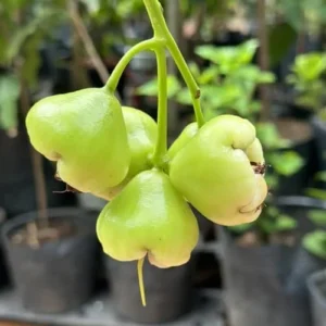 Green Rose Apple Tree - 2-3 Ft Live Wax Jambu Fruit Tree Plant - Outdoor Green Tree