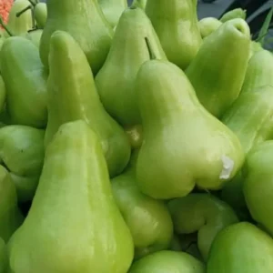 Green Rose Apple Tree - 2-3 Ft Live Wax Jambu Fruit Tree Plant - Outdoor Green Tree