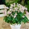 Green Shamrock Plant Lavender Flowers Oxalis 6 inch Pot