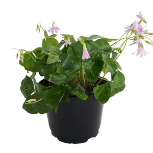 Green Shamrock Plant Lavender Flowers Oxalis 6 inch Pot