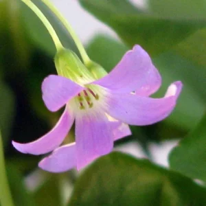 Green Shamrock Plant Lavender Flowers Oxalis 6 inch Pot