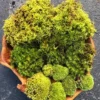 Green Sheet Moss for Terrariums and Orbs, Natural Dried Moss, 4x6 inch Portions