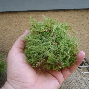 Green Sheet Moss for Terrariums and Orbs, Natural Dried Moss, 4x6 inch Portions