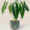 Green Velvet African Mask Plant - Alocasia Frydek - 4" Potted Houseplant