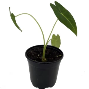 Green Velvet African Mask Plant - Alocasia Frydek - 4" Potted Houseplant
