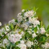 Ground Hug Aronia Plant - 4 Inch Pot - Groundcover - Spring Blooms