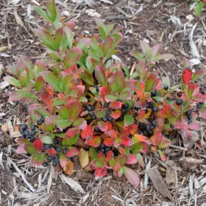 Ground Hug Aronia Plant - 4 Inch Pot - Groundcover - Spring Blooms