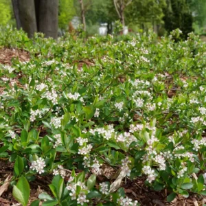Ground Hug Aronia Plant - 4 Inch Pot - Groundcover - Spring Blooms