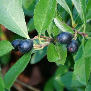 Ground Hug Aronia Plant - 4 Inch Pot - Groundcover - Spring Blooms