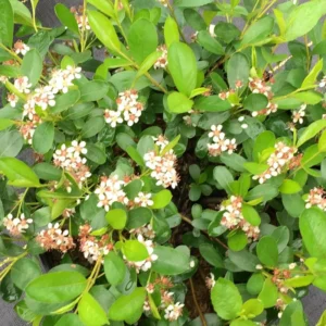 Ground Hug Aronia Plant - 4 Inch Pot - Groundcover - Spring Blooms
