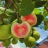 Guava Tree Live Plant 4-8" Pink Guava for Planting in Pot
