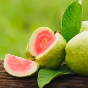 Guava Tree Live Plant 4-8" Pink Guava for Planting in Pot