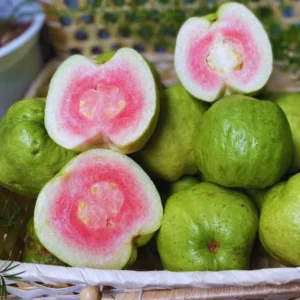 Guava Tree Live Plant 4-8