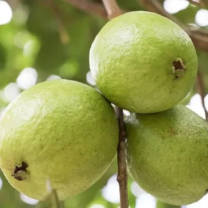 Guava Tree Live Plant - 4-8