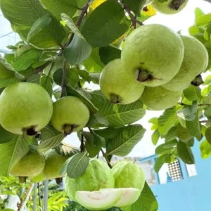 Guava Tree Live Plant - 4-8