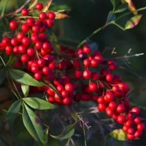 Gulf Stream Nandina Heavenly Bamboo Live Plant - Compact Evergreen Shrub