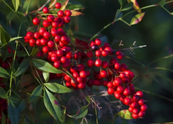Gulf Stream Nandina Heavenly Bamboo Live Plant - Compact Evergreen Shrub