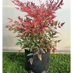 Gulf Stream Nandina Heavenly Bamboo Live Plant - Compact Evergreen Shrub
