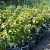 HASS Avocado Tree - 1-2 Ft Grafted Live Plant - 1 Gallon Pot - Fruit Tree
