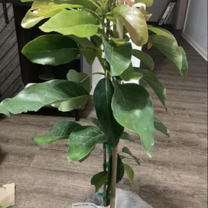 HASS Avocado Tree - 1-2 Ft Grafted Live Plant - 1 Gallon Pot - Fruit Tree