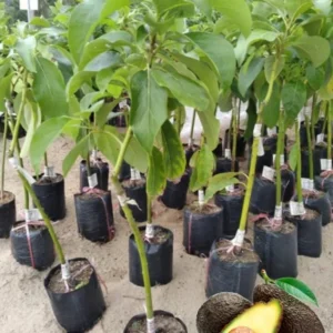 HASS Avocado Tree - 1-2 Ft Grafted Live Plant - 1 Gallon Pot - Fruit Tree