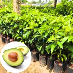 HASS Avocado Tree Live Plant - 12-24 Inch Grafted Tree in Pot