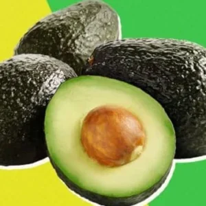 HASS Avocado Tree Live Plant - 12-24 Inch Grafted Tree in Pot