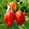 Habanero Red Pepper Chili Plants - Live Hot Pepper Plant - 120 Days Old for Planting