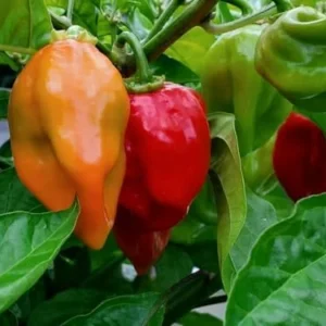Habanero Red Pepper Chili Plants - Live Hot Pepper Plant - 120 Days Old for Planting