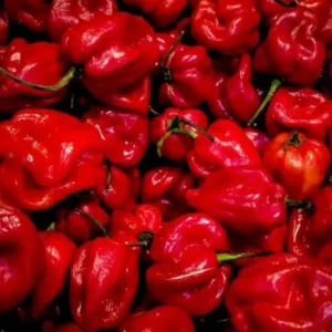 Habanero Red Pepper Chili Plants - Live Hot Pepper Plant - 120 Days Old for Planting