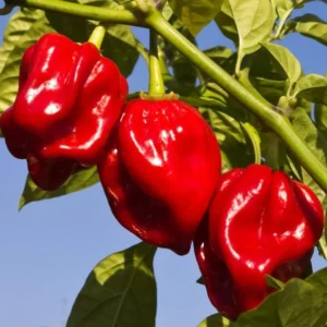 Habanero Red Pepper Chili Plants - Live Hot Pepper Plant - 120 Days Old for Planting