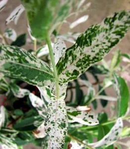 Hakuro Nishiki Japanese Dappled Willow Bonsai - Outdoor Plant - 4 Inch Pot