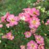 Happy Face Hearts Potentilla - 4-inch Pot - Pink Flowers Summer Blooming