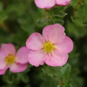 Happy Face Hearts Potentilla - 4-inch Pot - Pink Flowers Summer Blooming