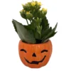 Happy Jack o Lantern Ceramic Planter Succulent Kalanchoe Live Plant 3 inch