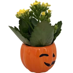 Happy Jack o Lantern Ceramic Planter Succulent Kalanchoe Live Plant 3 inch