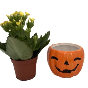 Happy Jack o Lantern Ceramic Planter Succulent Kalanchoe Live Plant 3 inch