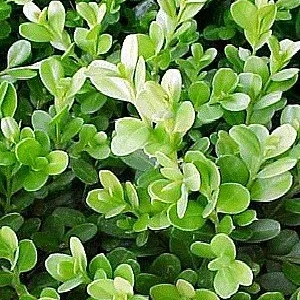 Hardy Boxwood Plant - 4 Inch Pot - Winter Color - Garden Shrub