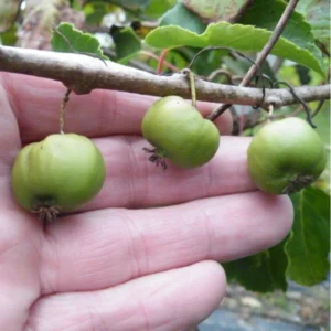 Hardy Chang Bai Kiwi Plant - Female Actinidia Vine - 2.5" Pot - Large Fruit