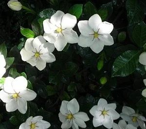 Hardy Daisy Gardenia Plant - 2.5" Pot - Fragrant White Flowers