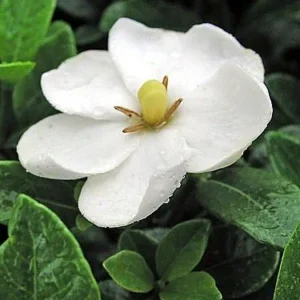 Hardy Daisy Gardenia Plant - 2.5